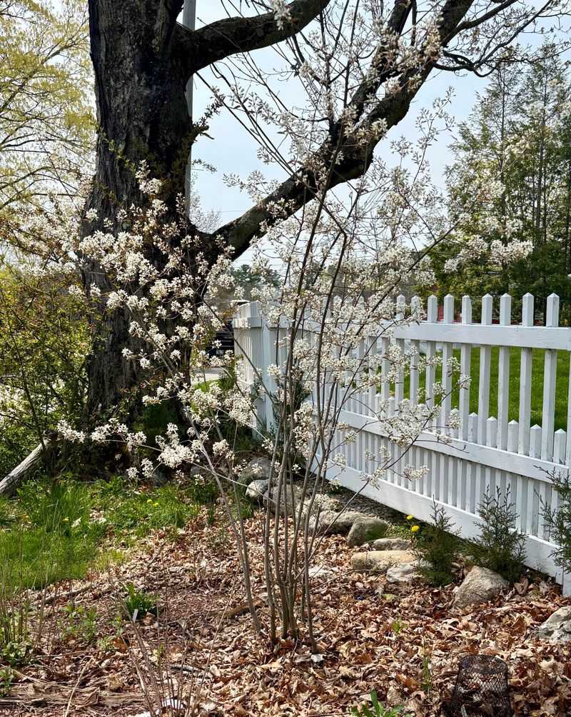 Early Spring Flowers Bring One Of The First Garden Blooms