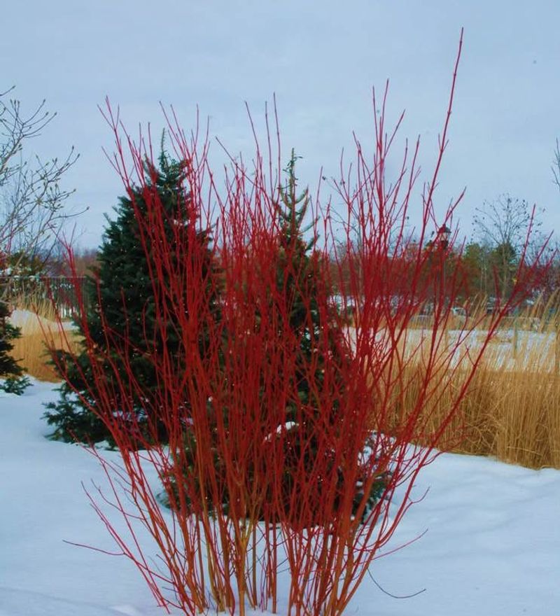 Red Osier Dogwood Thrives In Cold And Wet Soil