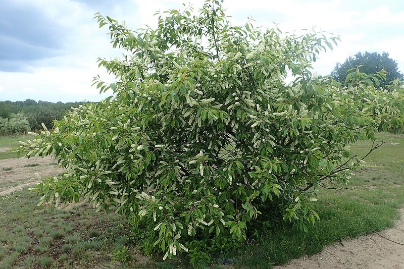 Black Cherry Provides Summer Fruit And Bug Hunting