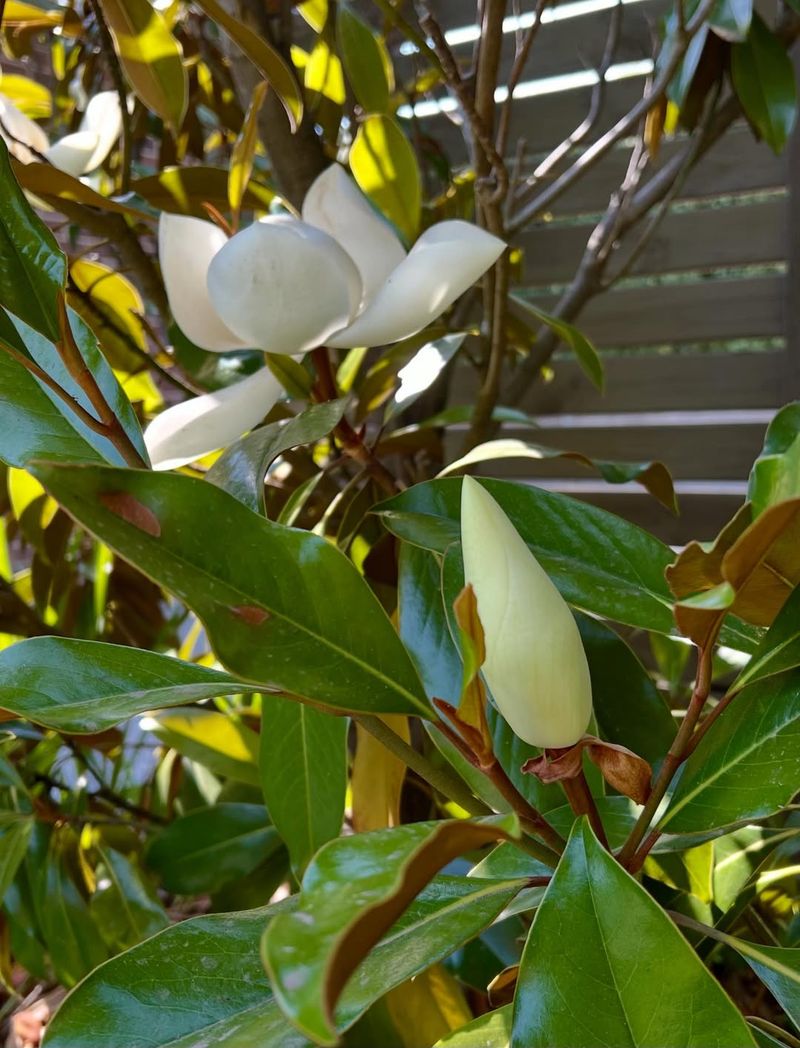 Sweetbay Magnolia Brings Fragrant White Blooms