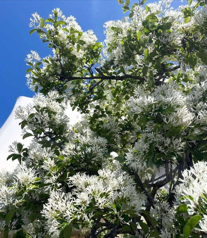 Fringe Tree Produces Unique White Blooms In Late Spring