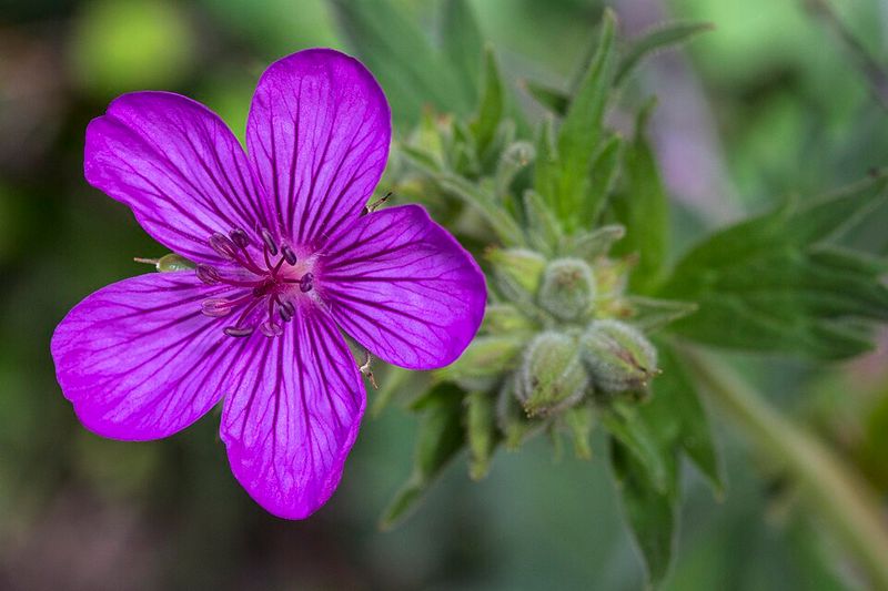 Sticky Geranium Adds Pink Purple Summer Blooms