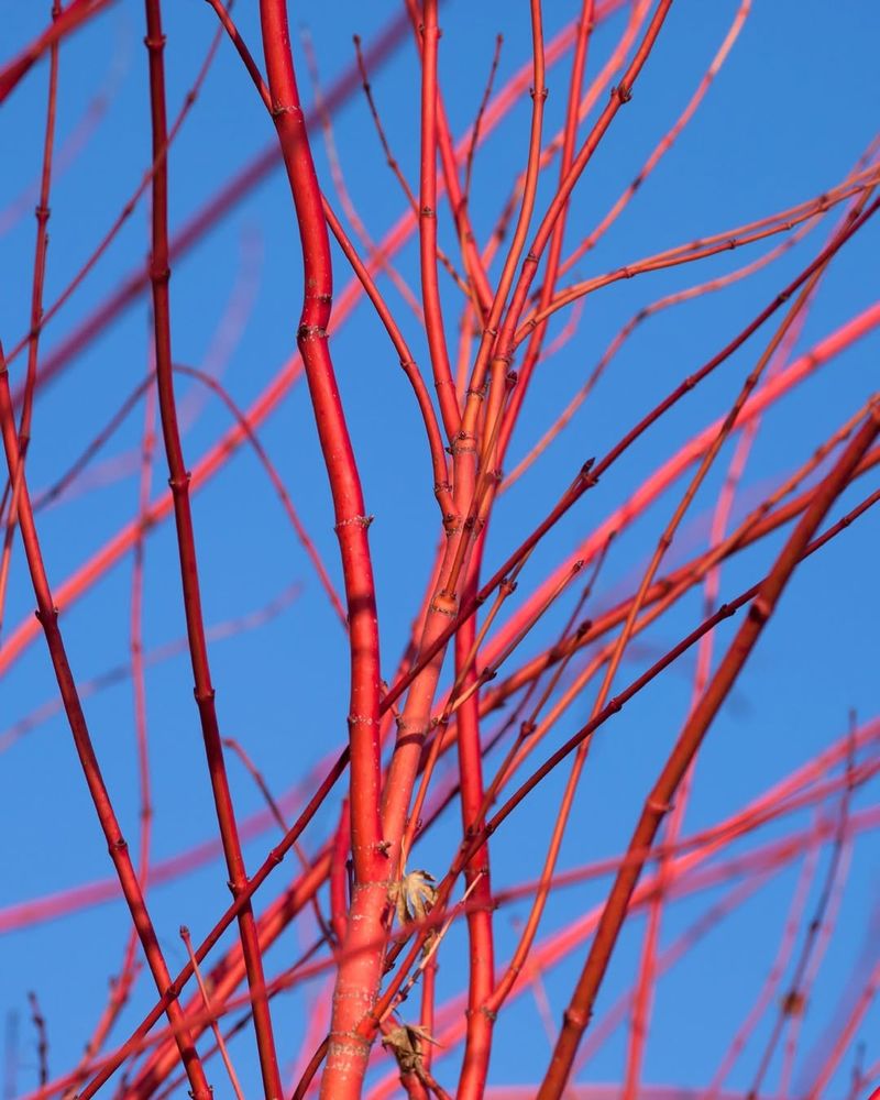 Red Twig Dogwood Wakes Up Early And Looks Good Doing It
