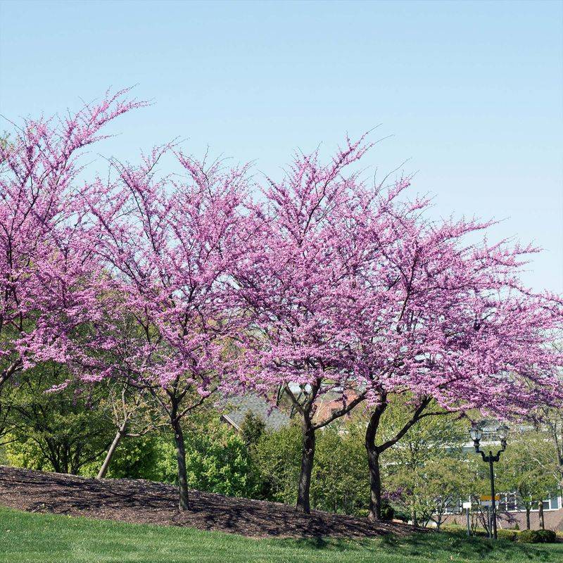 Eastern Redbud Trees Light Up Early Spring