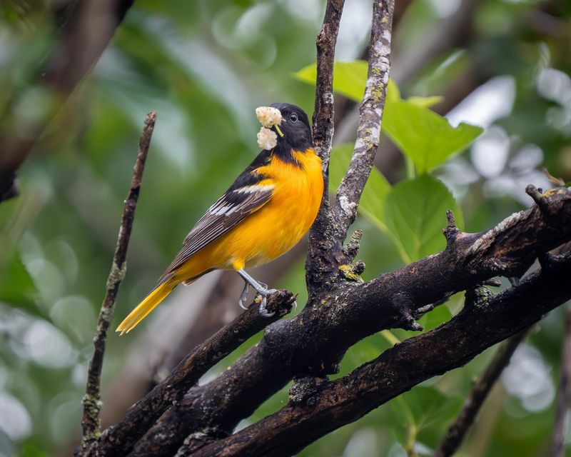 Red Mulberry Trees Provide Fruit Orioles Cannot Resist