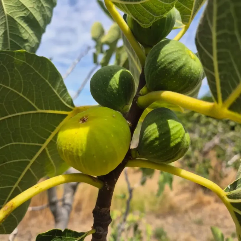 Fig