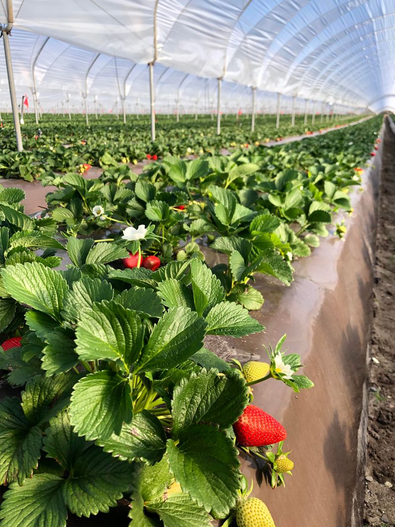 Plant Strawberries For A Summer Treat