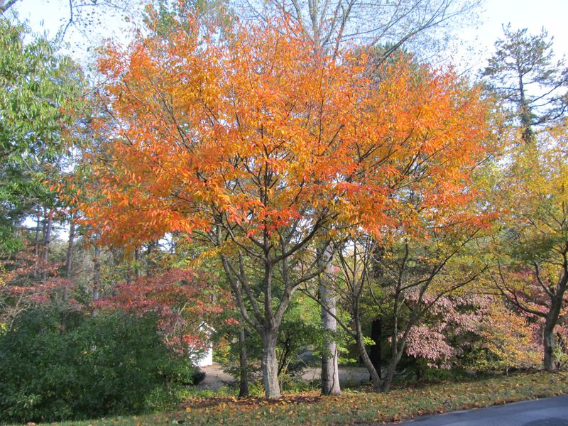 Establish American Hornbeam For Refined Structure