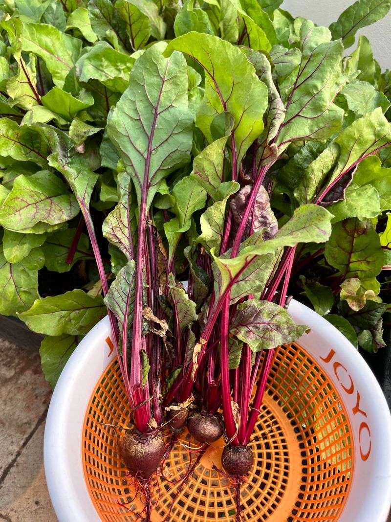 Direct Seed Beet Greens For Quick Growth