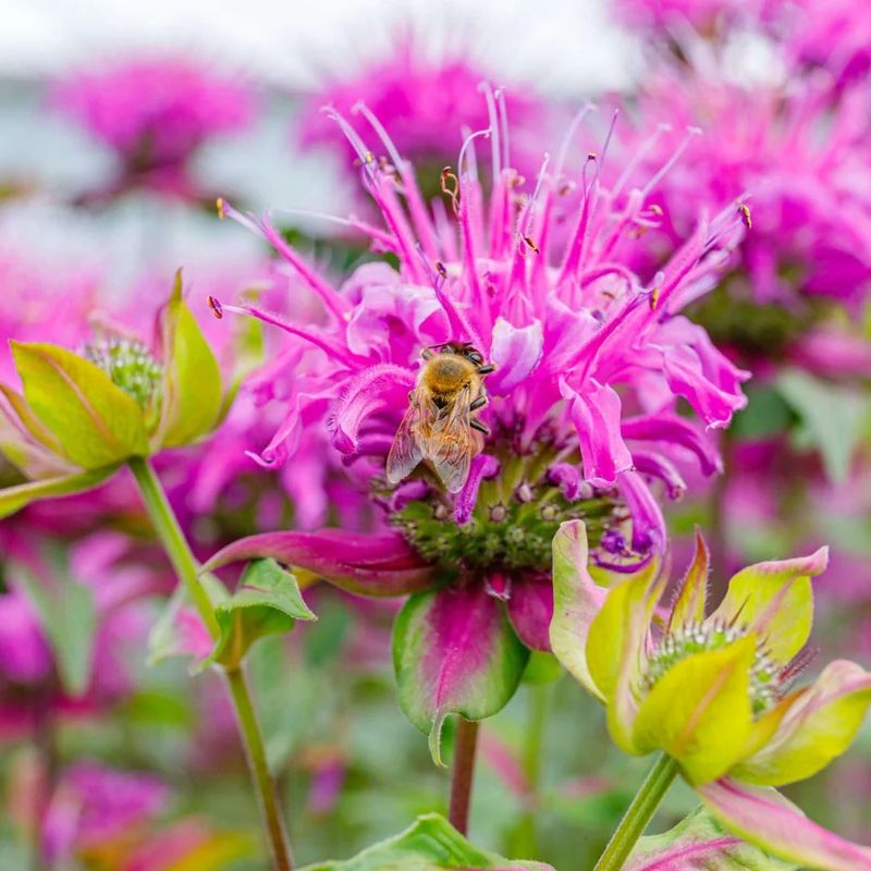 Choose Pollinator-Friendly Perennials For Spring Color