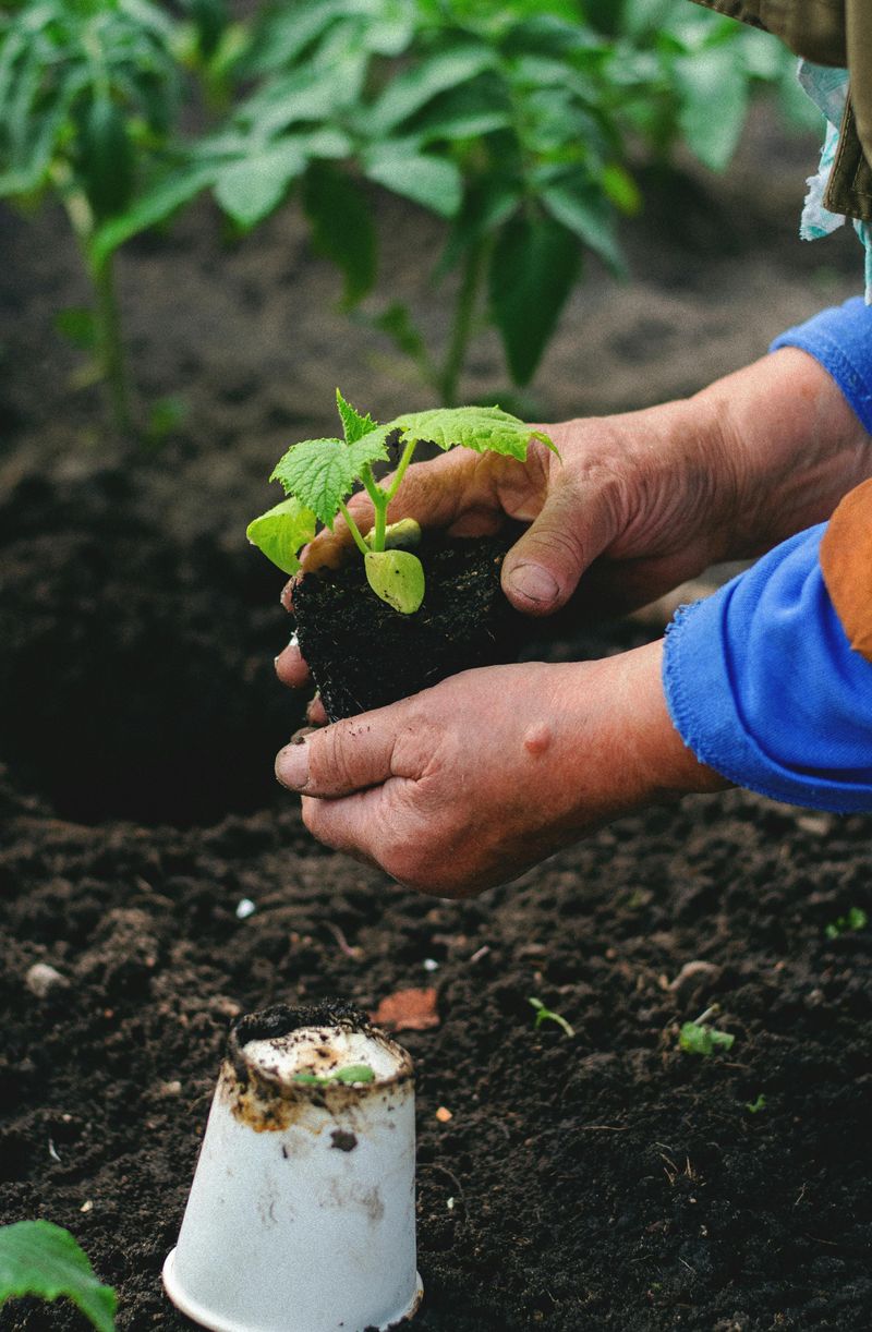 Transplant Seedlings While The Moon Is Building Light