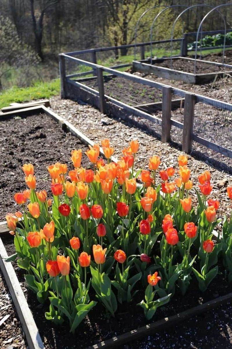 Refresh Tulip Beds For Ohio Spring