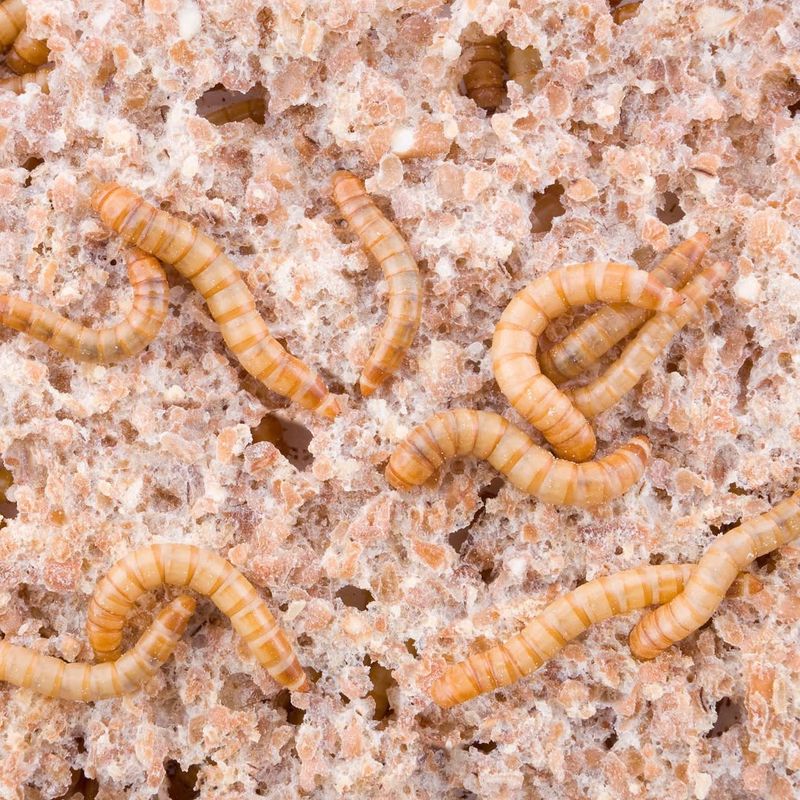 Offer Mealworms And Treats Bluebirds Actually Love