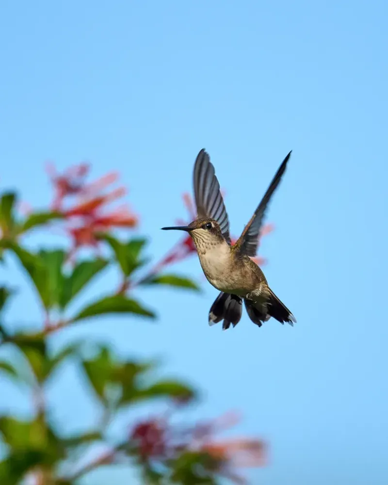 Coastal Gardens Can Surprise You With Sightings