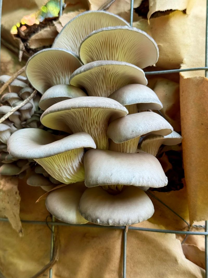 Choose The Right Mushrooms