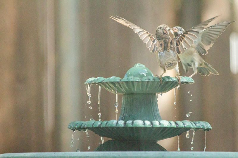 Fountain Features That Turn Gardens Into Splashy Stages