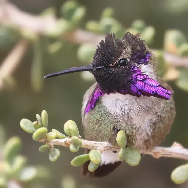 Avoid Pesticides That Remove Their Insect Food