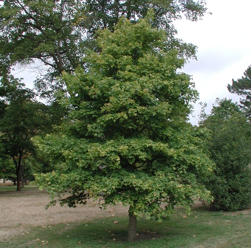 Hedge Maple (Acer campestre)