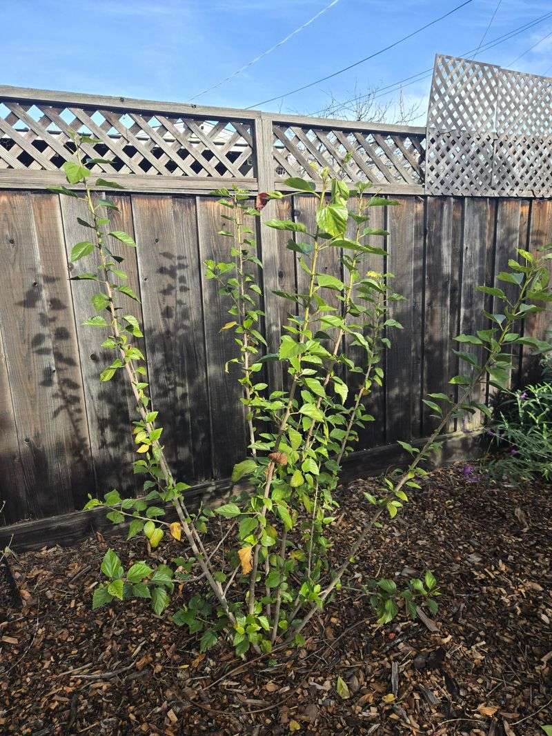 Cut Back Leggy Growth