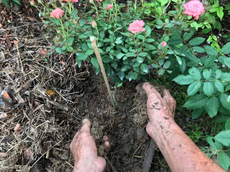Feed Roses As New Growth Begins