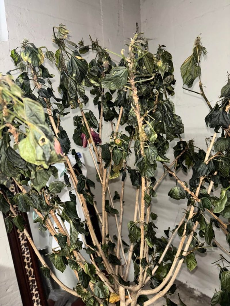 Avoid Heavy Pruning Too Early To Prevent Cold Damage