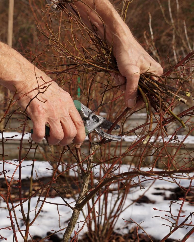 Prune Trees And Shrubs Before Buds Break Open