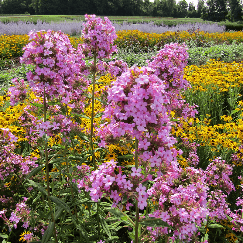 Phlox Fills Ohio Gardens With Vibrant Summer Color