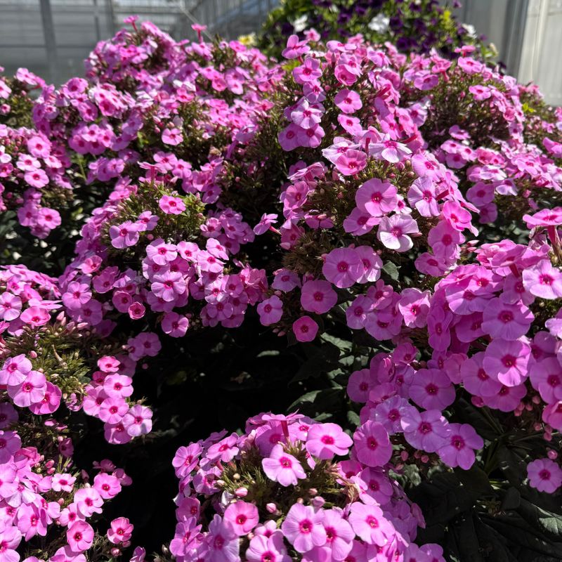 Garden Phlox For Bold Mid Summer Flowers