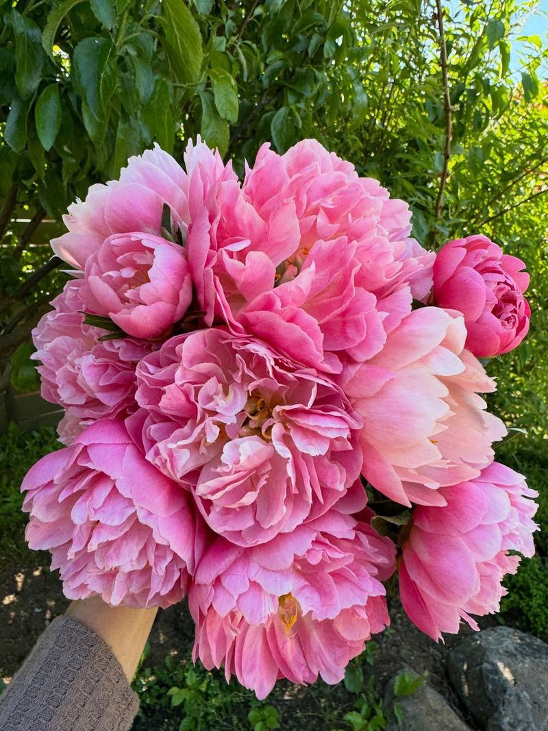 Peony