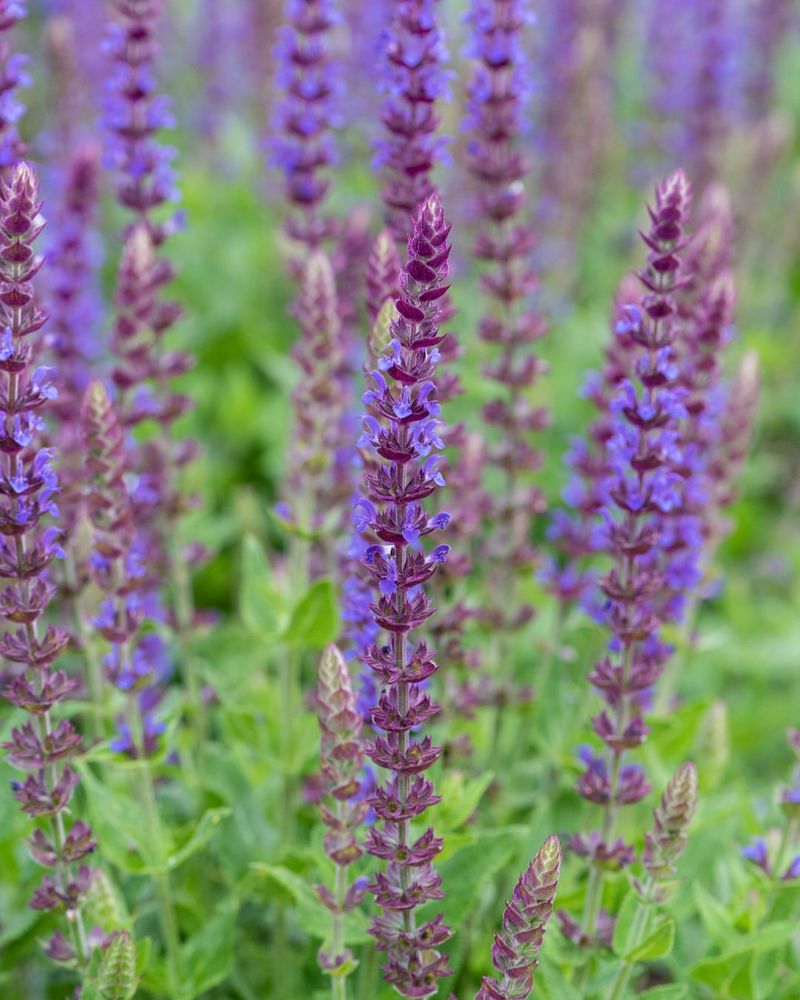 Salvia (Salvia nemorosa)