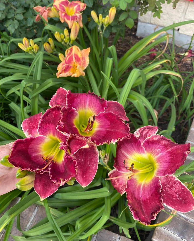 Daylily (Hemerocallis spp.)