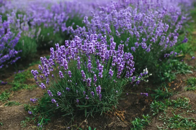 Lavender (Lavandula spp.)