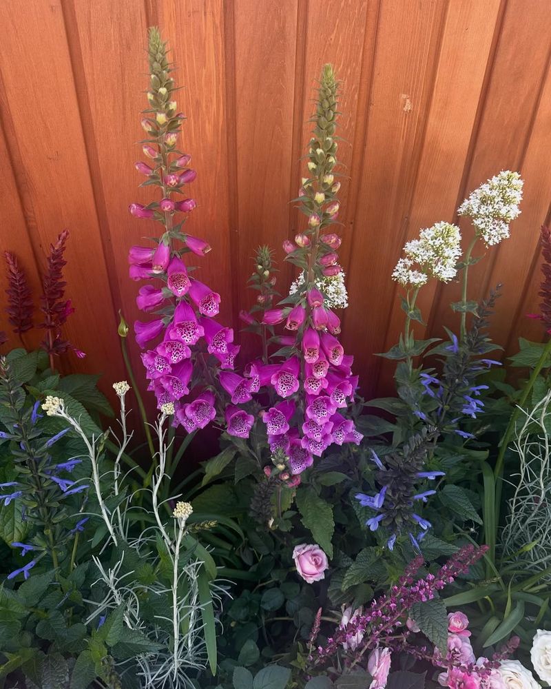 Foxglove (Digitalis purpurea)