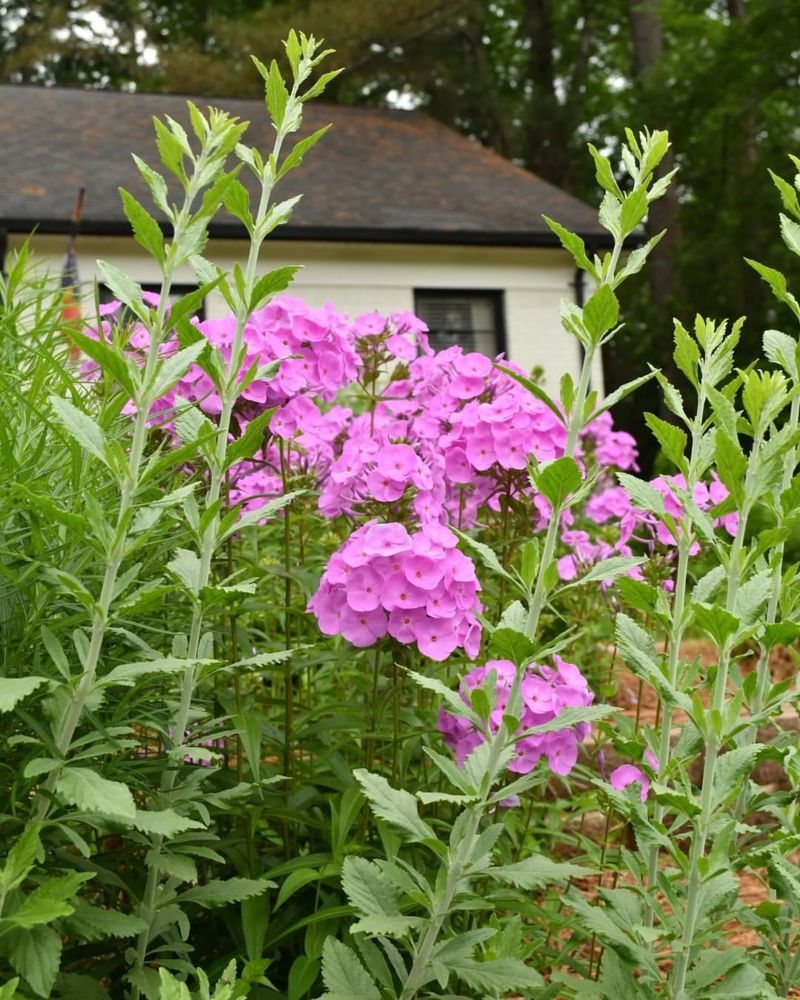 Phlox Adds Long Lasting Color Through The Growing Season