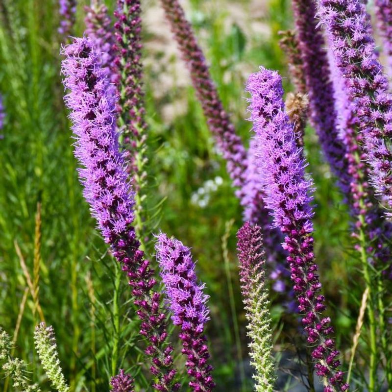 Blazing Star Adds Upright Color To Ground That Drains Slow