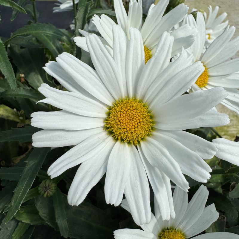 Shasta Daisy Waving White Petal Flags