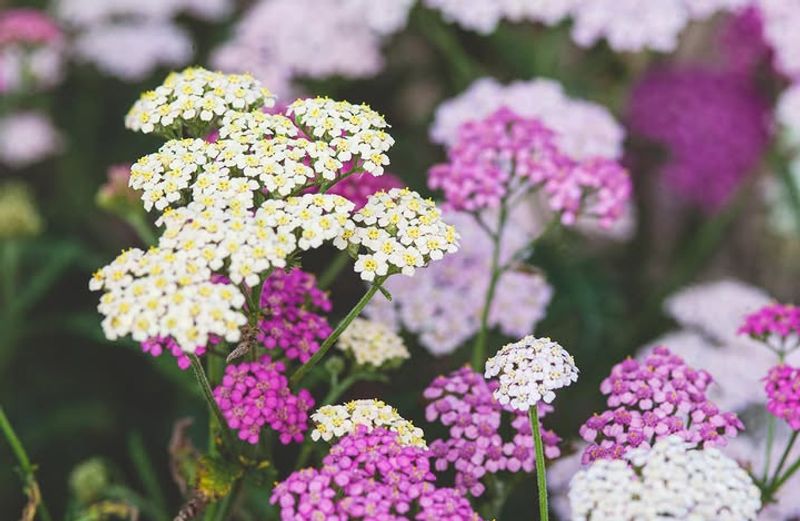 Yarrow Thriving In Dry Conditions