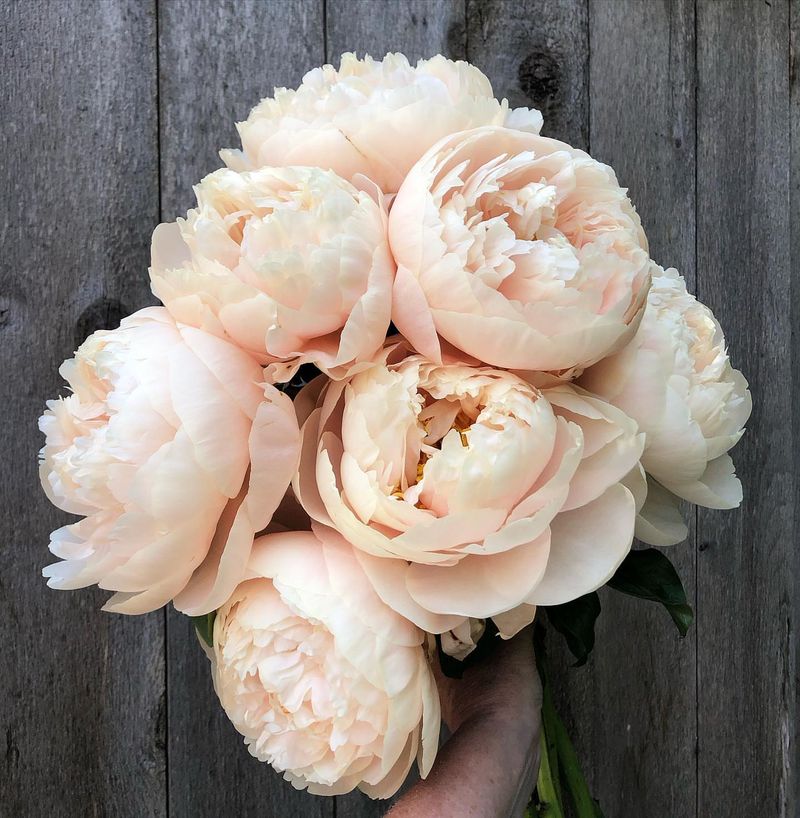 Peony With Its Giant Fragrant Spring Blooms