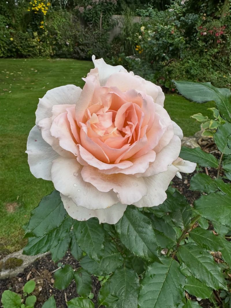 Hybrid Tea Roses Commanding Classic Garden Elegance