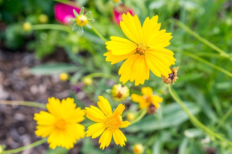 Cut Back Coreopsis To Stimulate New Flowers
