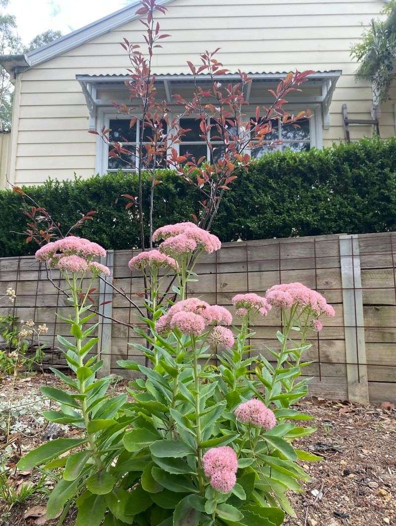 Prune Sedum Before Rosettes Push Up