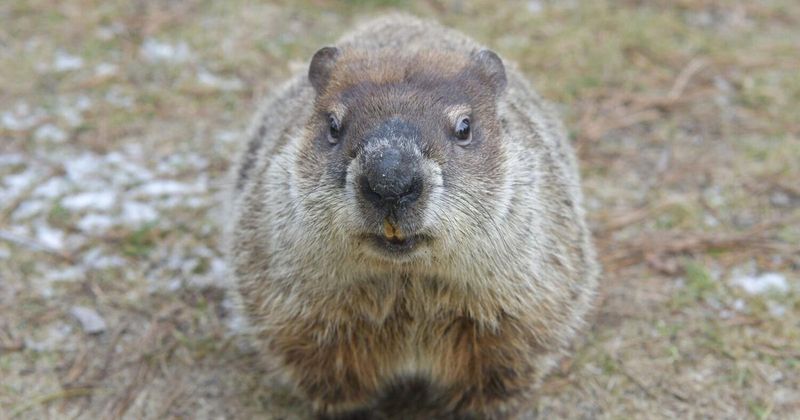 Abundant Variety Of Edible Crops