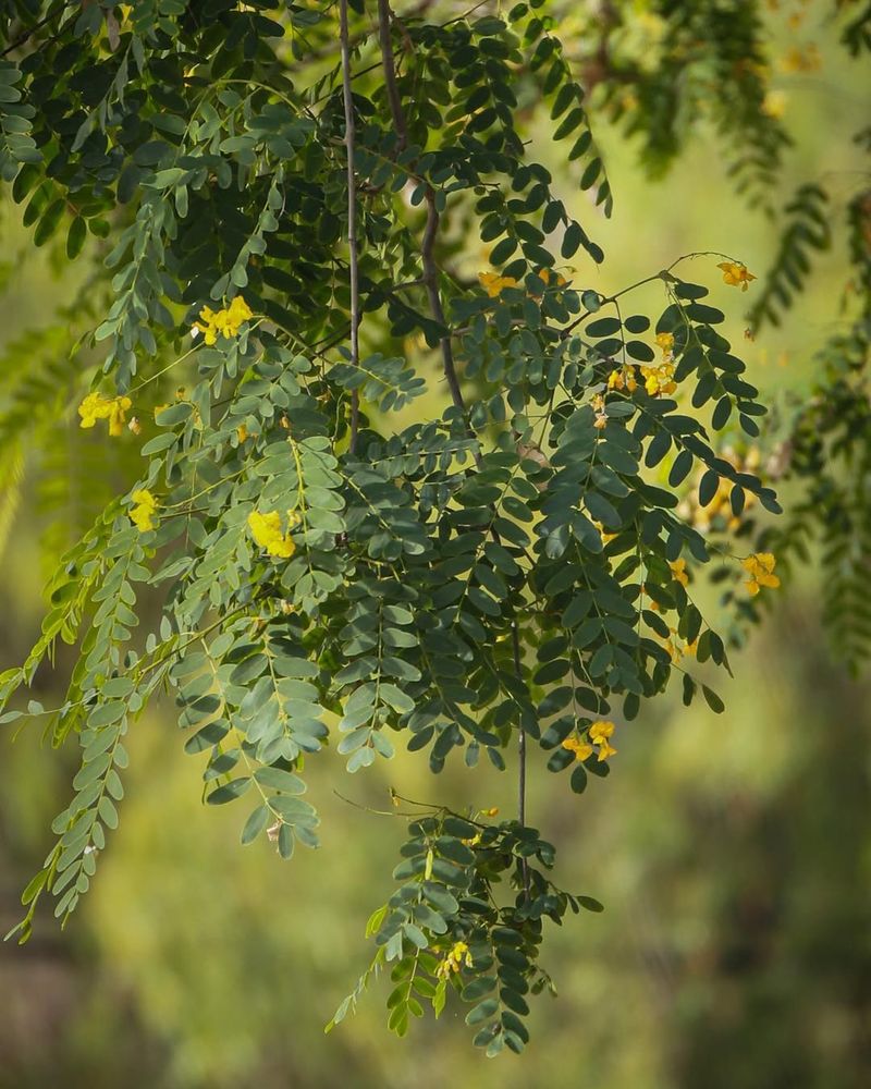 Tipu Tree Spreads Fast Growing Shade In Warm Climates