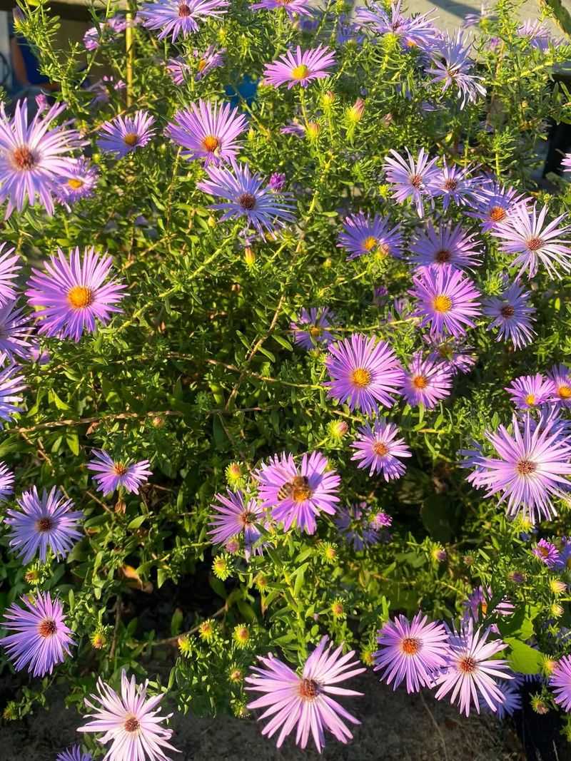 Pacific Aster