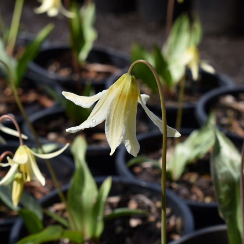 Fawn Lily Signals Spring In Moist Woodland Gardens