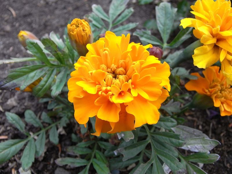 Excess Moisture From Snowmelt Or Rain