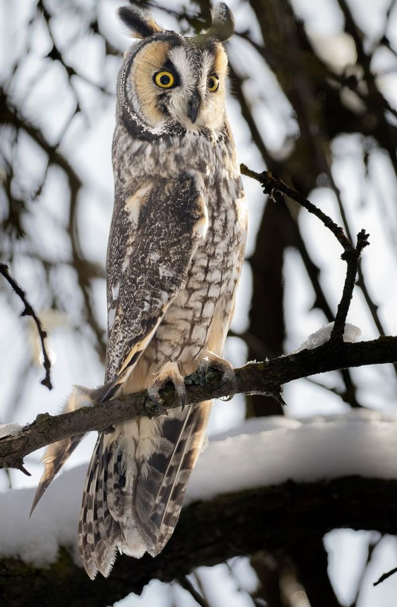 Long-Eared Owl With Mysterious Gaze