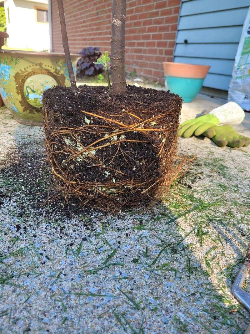 Root Damage From Frozen Or Cold Soils