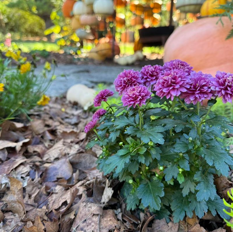 Early Spring And Late Fall Frosts Are Common