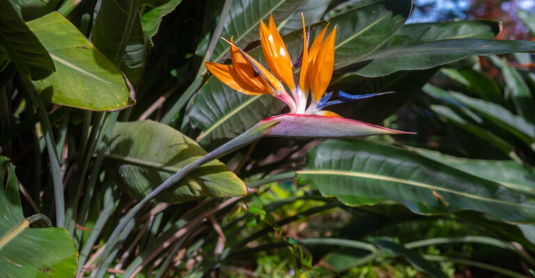 birds of paradise (featured image)